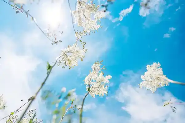 Sunshine through flowers