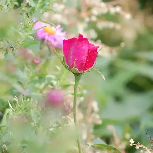 picture of a pink rose